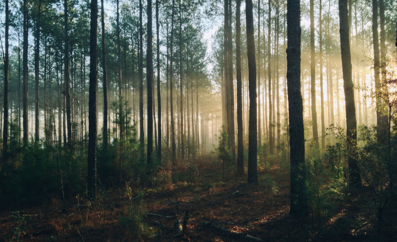 Profond lässt für jede ausgefüllte Umfrage einen Baum pflanzen